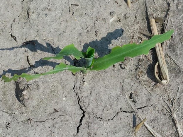 True armyworm on sweet corn.